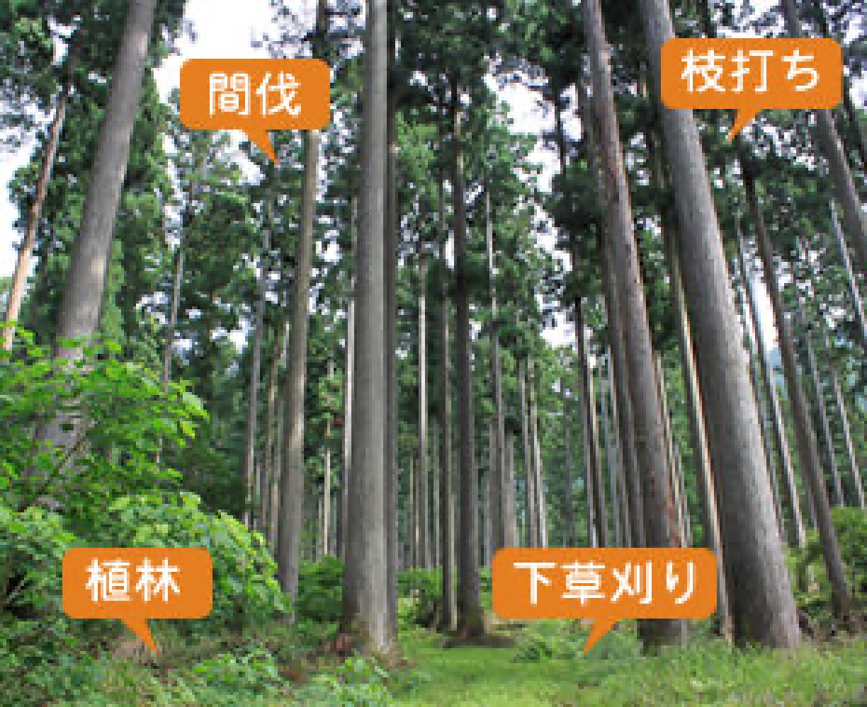 間伐 枝打ち 植林 下草刈り