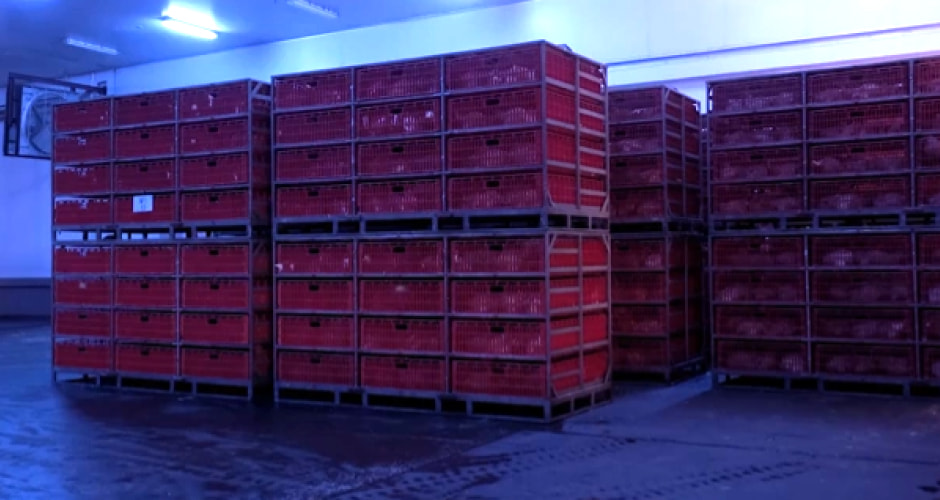 タイチキン事業の写真