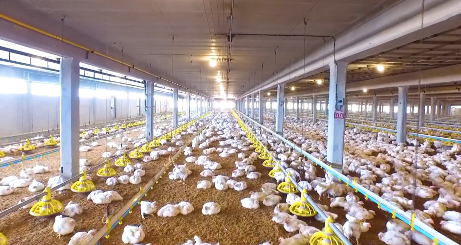 タイチキン事業の写真