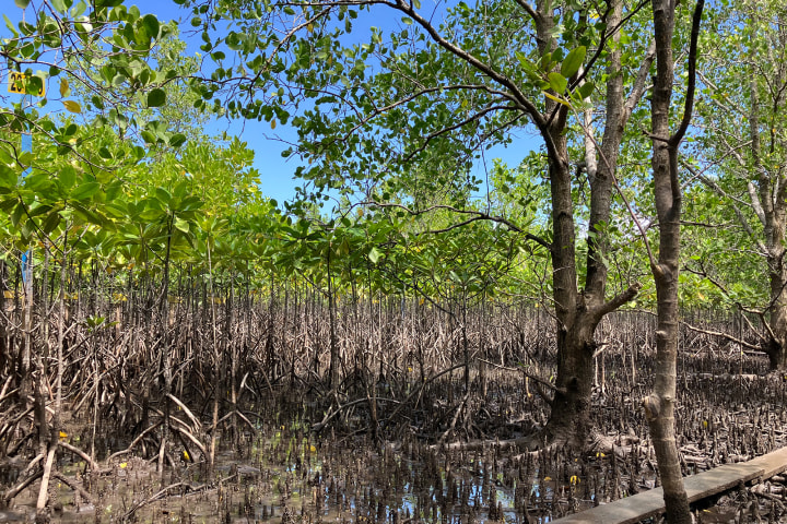 マングローブの写真