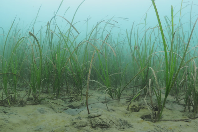 「生命（いのち）の海プロジェクト」活動の写真