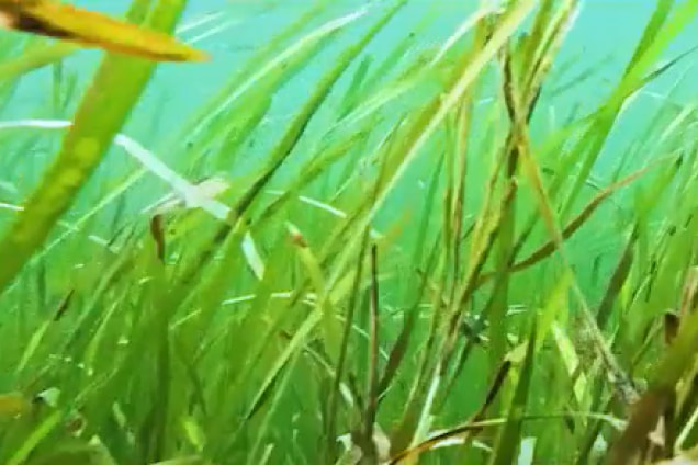 「生命（いのち）の海プロジェクト」活動の写真