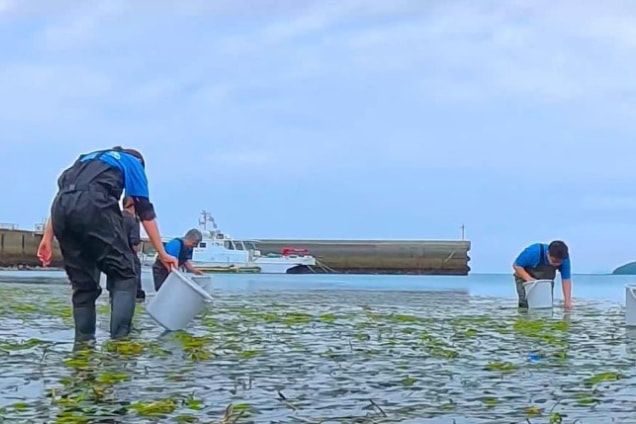 「生命（いのち）の海プロジェクト」活動の写真
