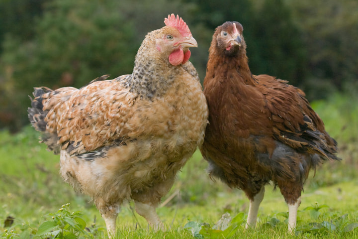 『純和鶏&reg;』のイメージ