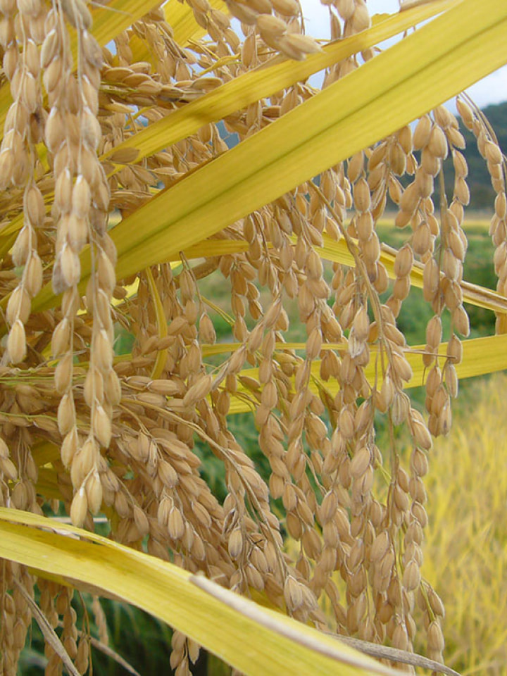 『純和鶏&reg;』地域循環型農畜産プロジェクト