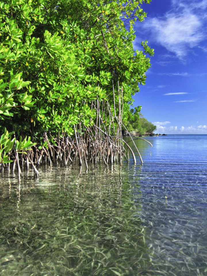 生命の森プロジェクト&reg;