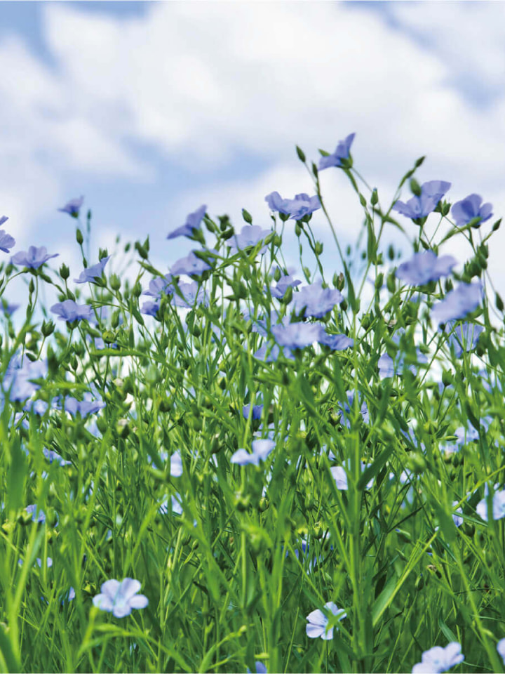 亜麻仁の恵み&reg;