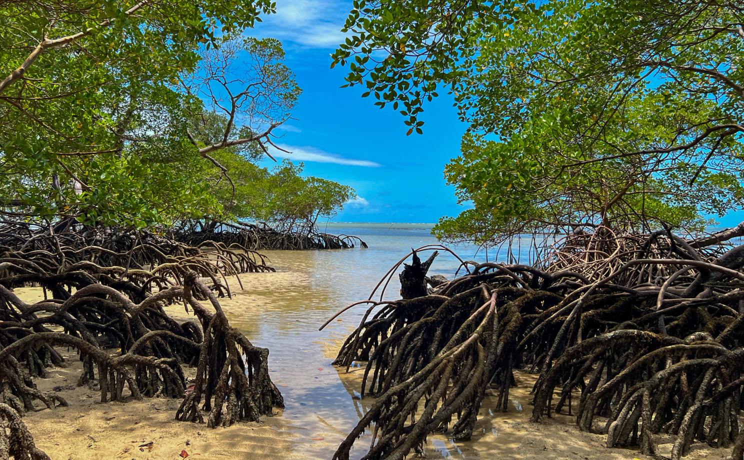 マングローブの写真