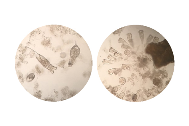 ニチレイフーズ船橋工場で活躍する微生物の一例