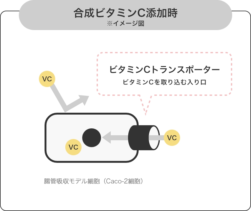 図1 VCトランスポーターの発現量 合成ビタミンC添加時 ※イメージ図