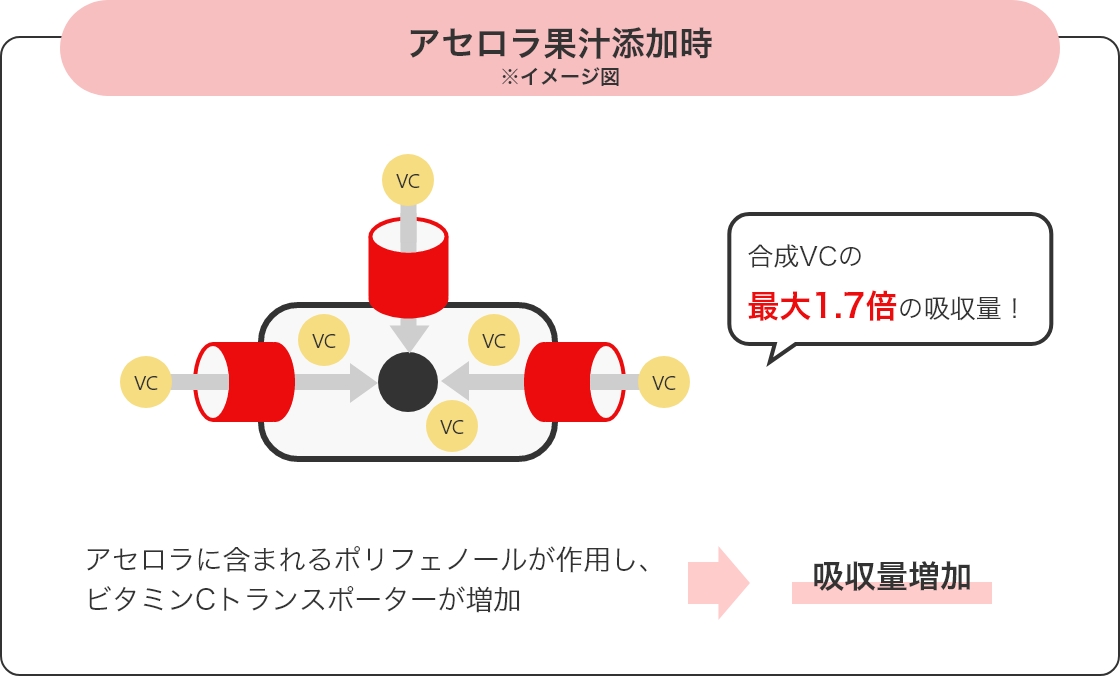図1 VCトランスポーターの発現量 アセロラ果汁添加時 ※イメージ図