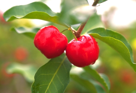 Strengths of Nichirei Foods’ Acerola Products