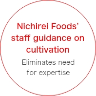 Nichirei Foods’ staff guidance on cultivation Eliminates need for expertise
