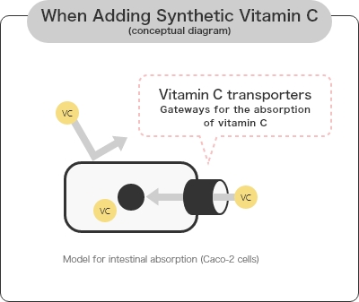 When Adding Synthetic Vitamin C (conceptual diagram)