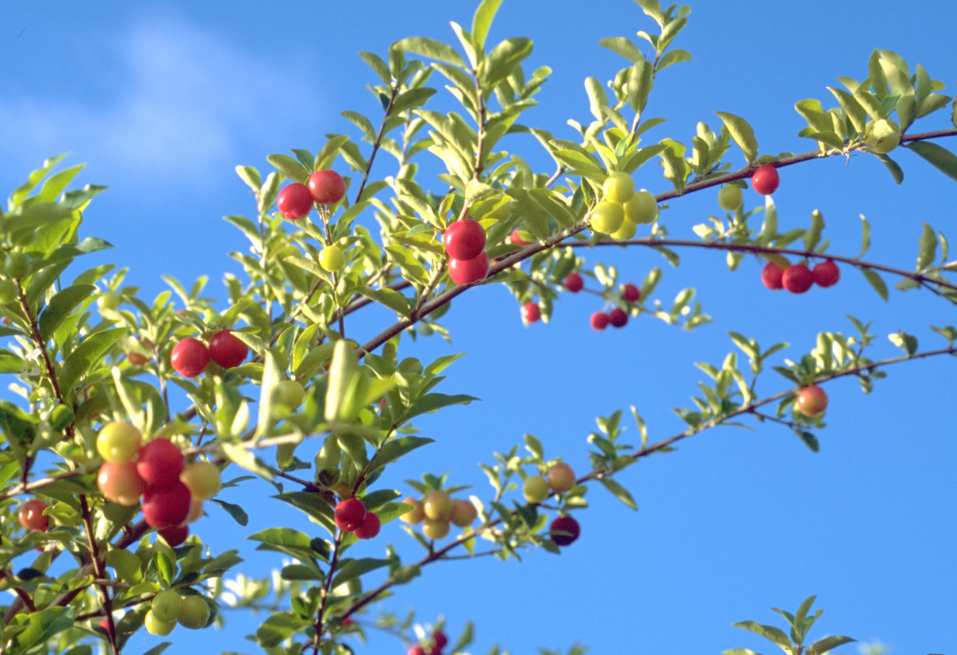Nichirei Foods’ Acerola Business