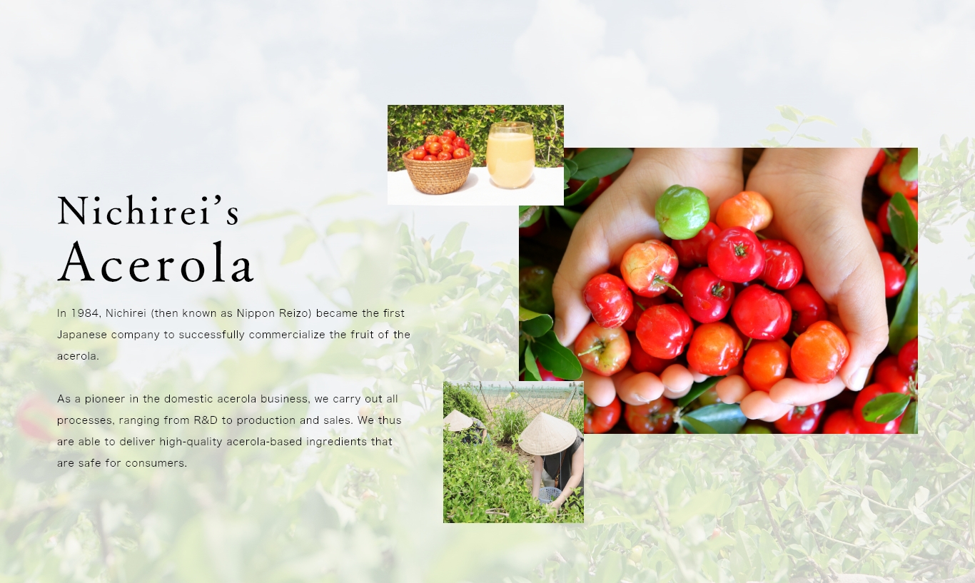 In 1984, Nichirei (then known as Nippon Reizo) became the first Japanese company to successfully commercialize the fruit of the acerola.As a pioneer in the domestic acerola business, we carry out all processes, ranging from R&D to production and sales. We thus are able to deliver high-quality acerola-based ingredients that are safe for consumers.