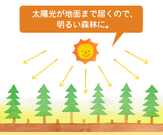 太陽光が地面まで届くので、明るい森林に。