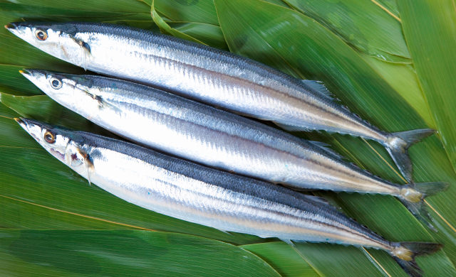 さんまの写真