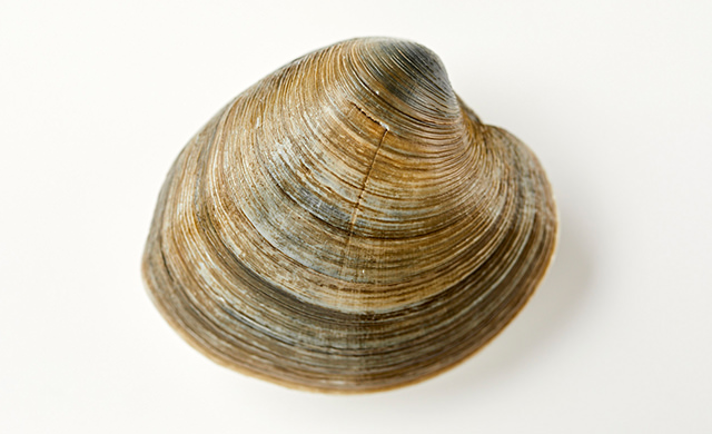 ホンビノス貝1つ