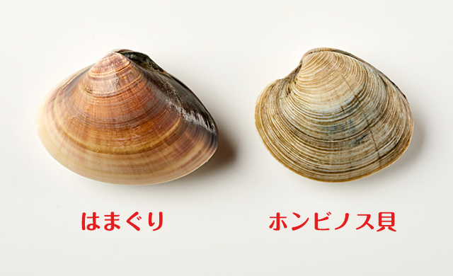 はまぐりとホンビノス貝の比較1