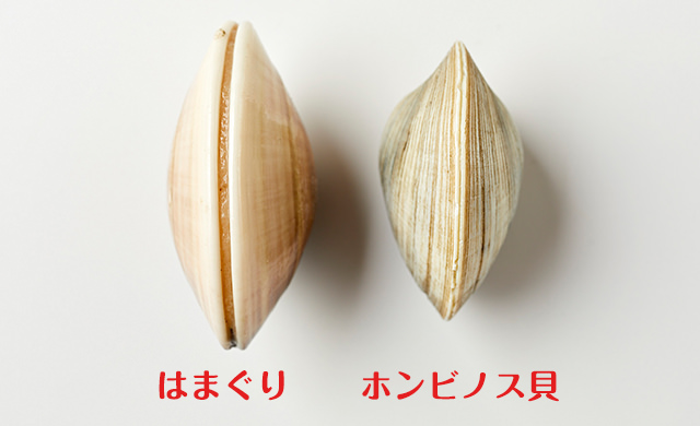 はまぐりとホンビノス貝の比較2