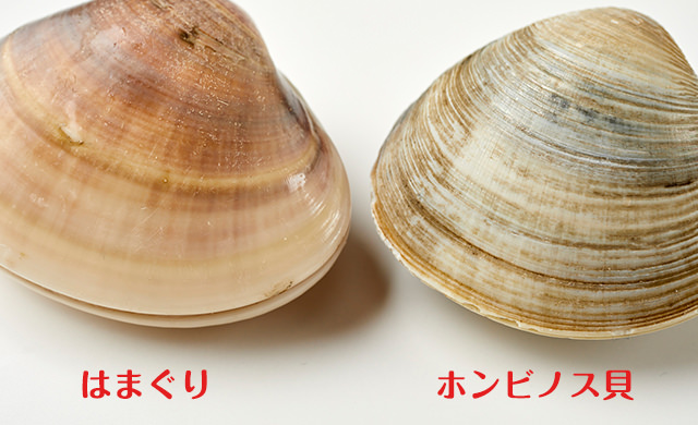 はまぐりとホンビノス貝の比較3