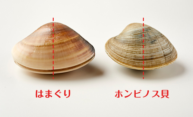 はまぐりとホンビノス貝の比較4