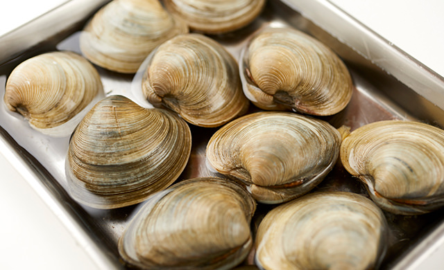 塩抜き中のホンビノス貝