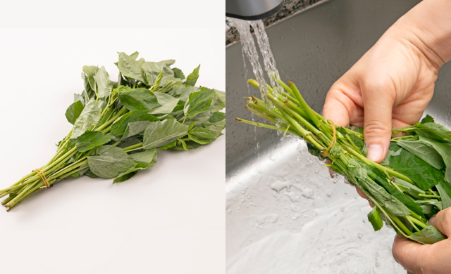 モロヘイヤの茎の先端を輪ゴムで束ねた写真（左）束ねたモロヘイヤを流水で洗っている写真（右）