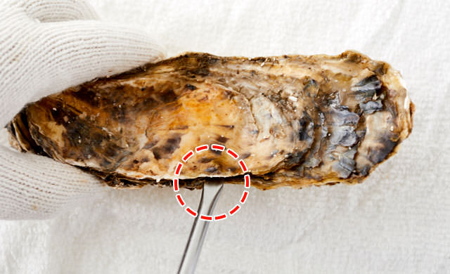 牡蠣の冷凍 生牡蠣のプリプリ食感を1ヵ月キープするテクニック ほほえみごはん 冷凍で食を豊かに ニチレイフーズ 牡蠣の冷凍 生牡蠣のプリプリ食感を1ヵ月キープするテクニック ほほえみごはん 冷凍で食を豊かに ニチレイフーズ