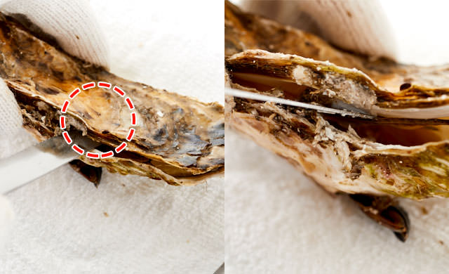 殻付き牡蠣の写真