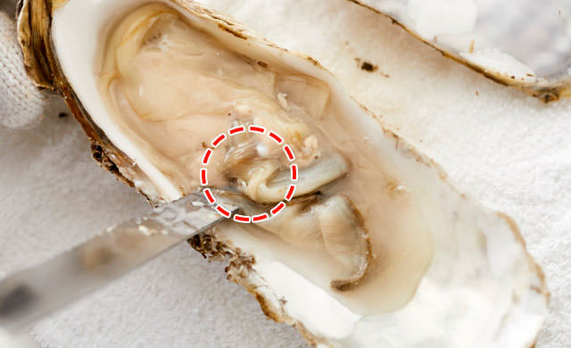 殻付き牡蠣の写真