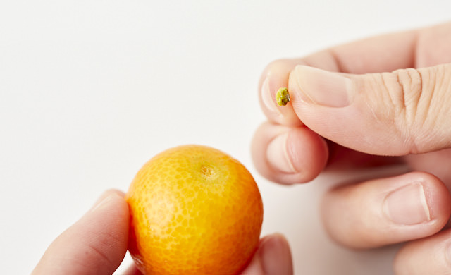 きんかんのヘタを取っている写真