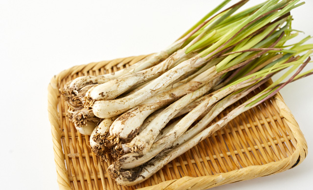 島らっきょうの写真