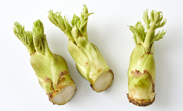 タラの芽の写真