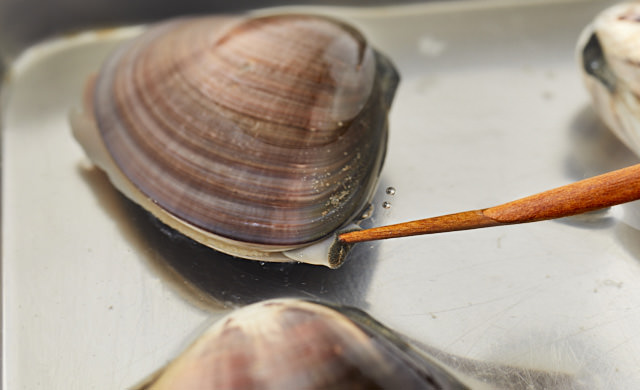 ハマグリの身を箸でつついている写真