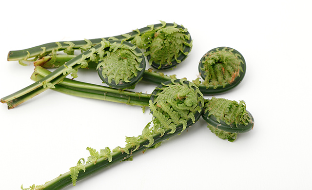 茎に小さな葉がついているこごみの写真