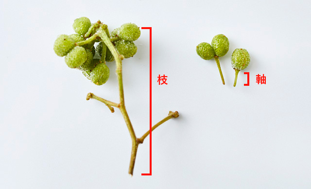 小枝と軸の比較写真