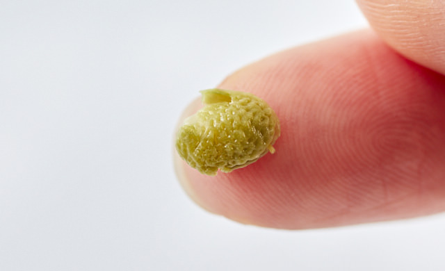 実山椒のゆで加減の写真